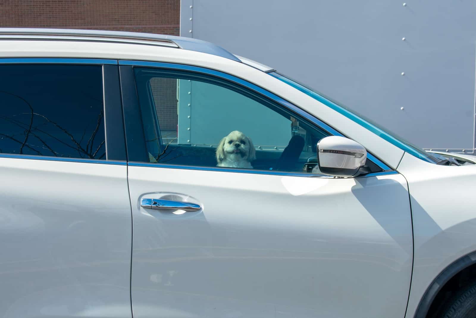 The Top 10 Causes Of Accidental Death In Puppies And How To Avoid Them