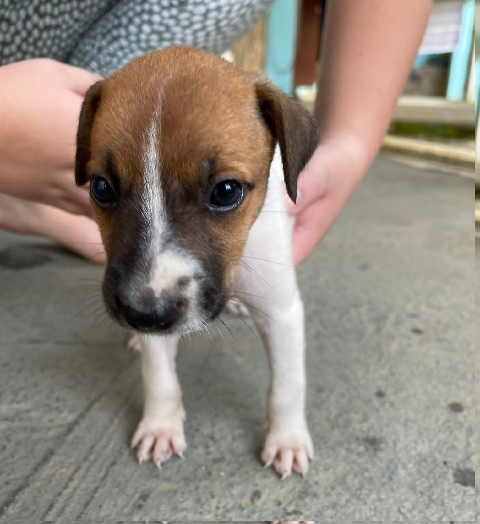 charme minimal have Jack Russell Terrier Mix Puppy - Saint Nicholas Animal Rescue Dominica
