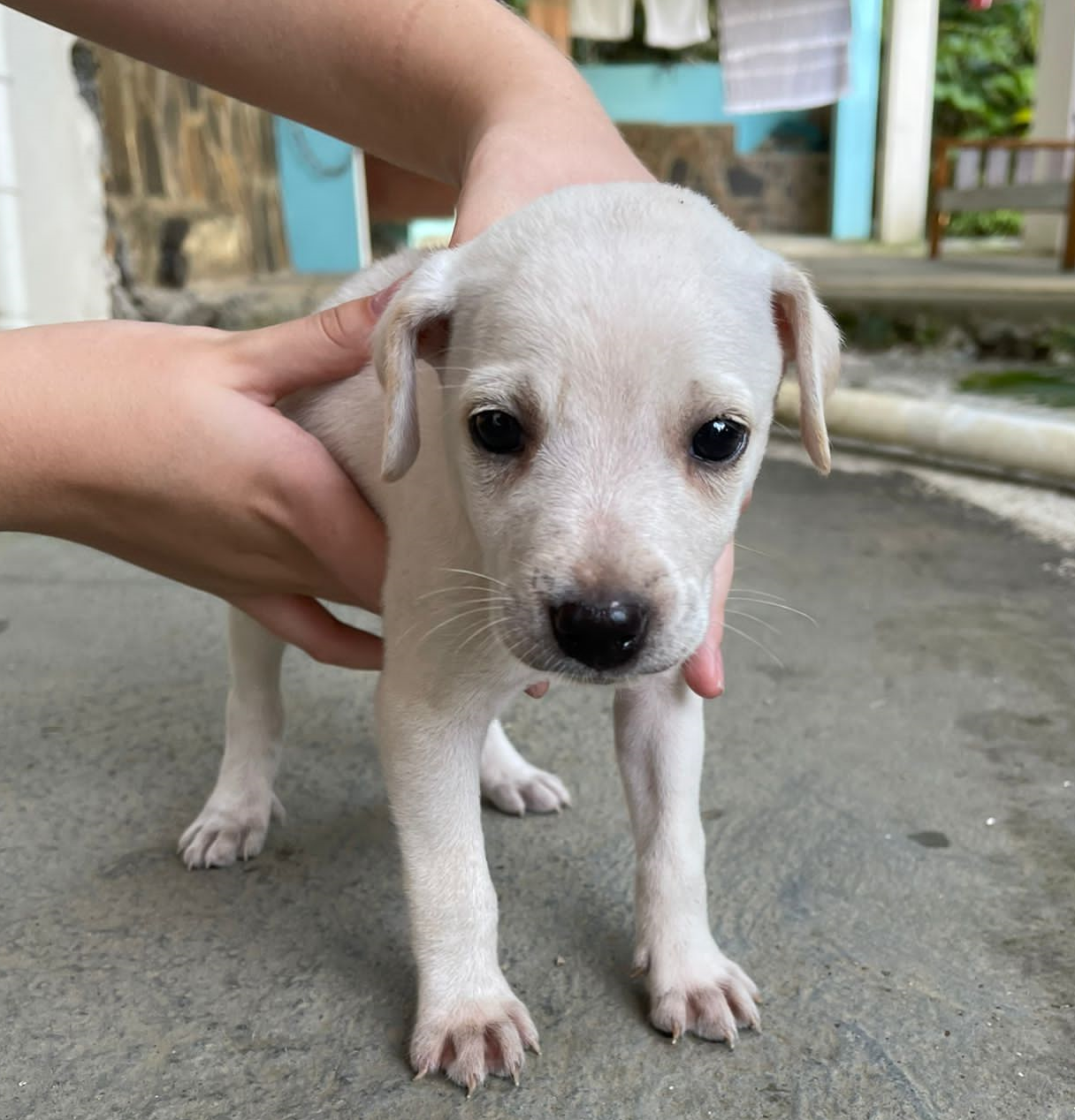 White Male Puppy, Pitbull-local Mix - Saint Nicholas Animal Rescue Dominica