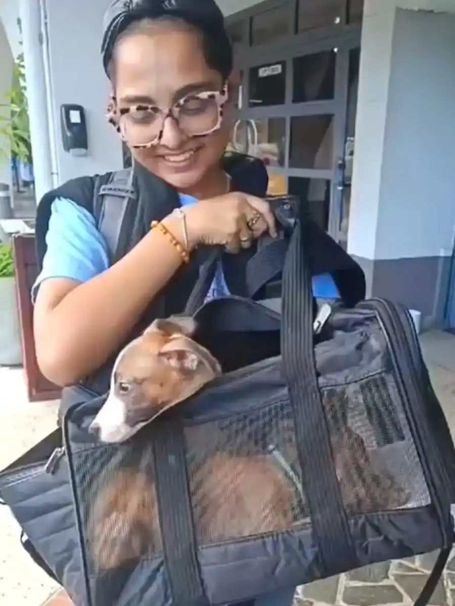 2-animal-rescue-dominica-014