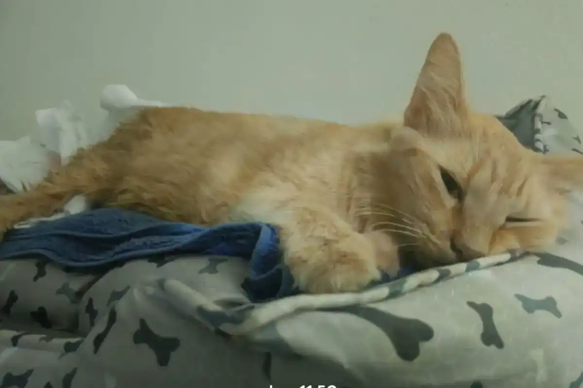 fluffy-2-087