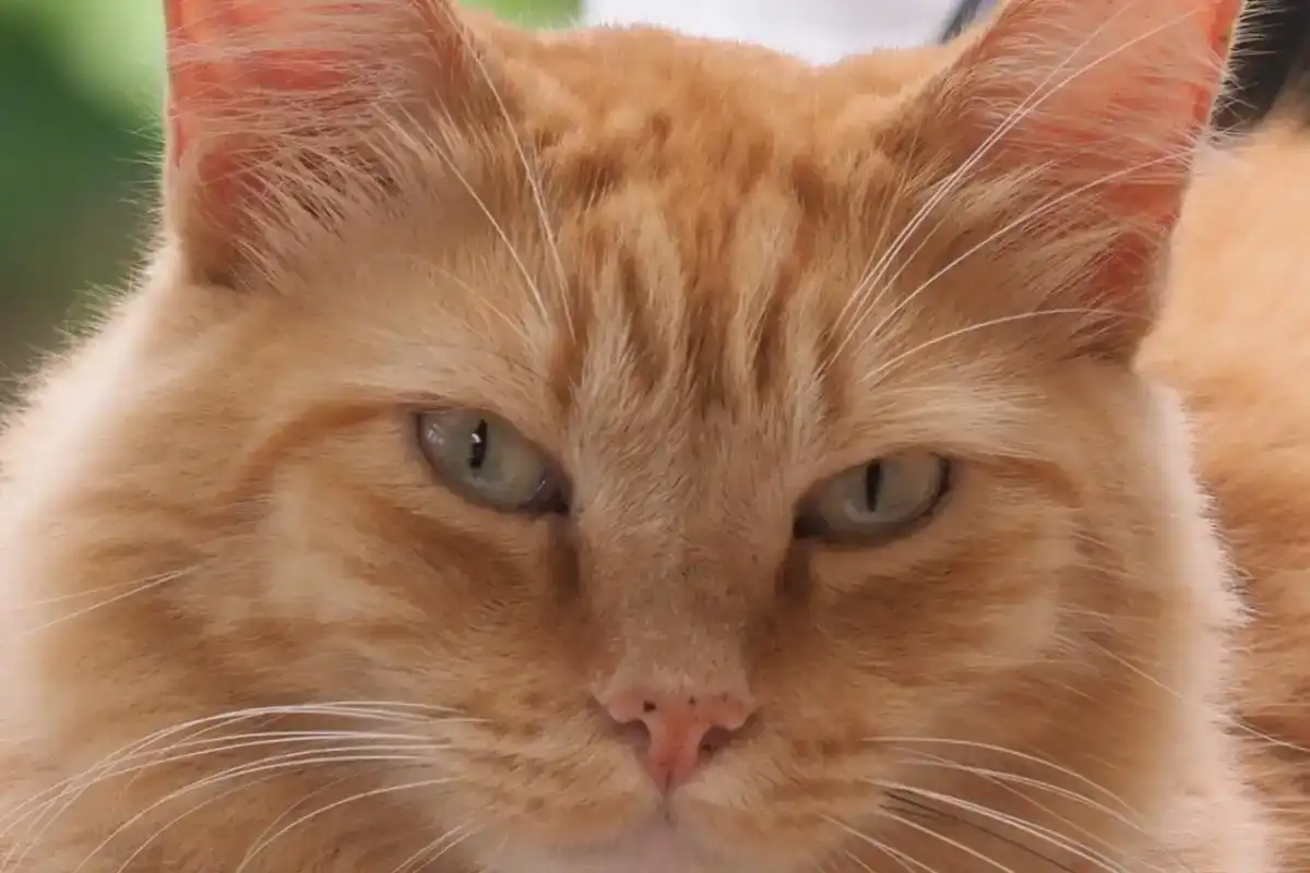 fluffy-2-088
