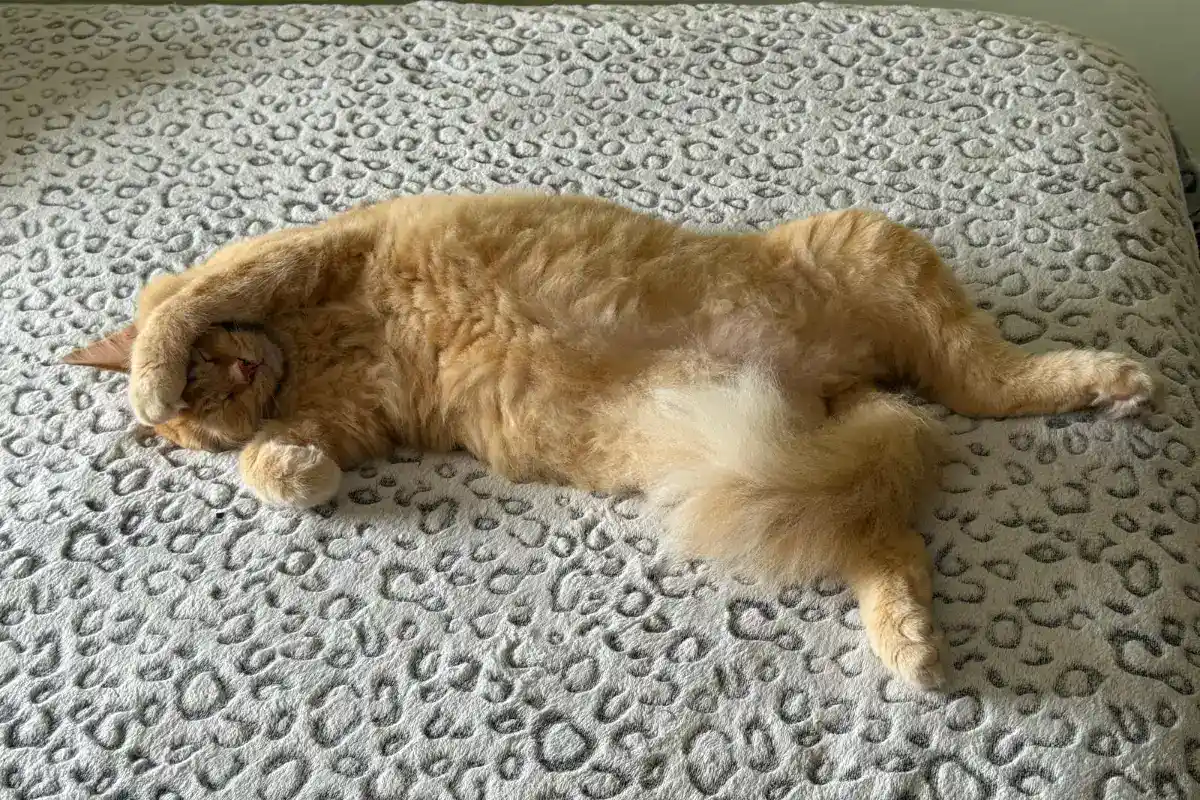 fluffy-2-089